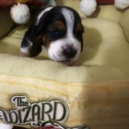 Munchkin - Black white and brown male Basset Hound puppy in Bremerton, Washington from Over the Rainbow Basset Hounds