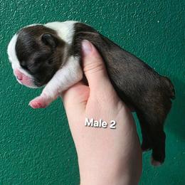 Male 2 - Black brindle and white male Boston Terrier puppy in Denver, Colorado from Diamonds In The Ruff Boston Terriers