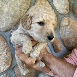 Light Purple - Female - Cream female Goldendoodle puppy in Kent City, Michigan from Hannah Mae Doodles