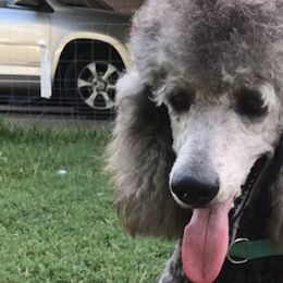 Assorted Doodle Crosses and Poodles from Designer Breeds