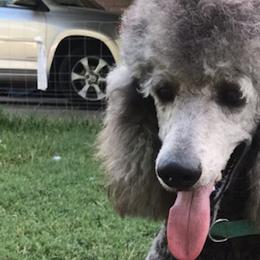 Assorted Doodle Crosses and Poodles from Designer Breeds