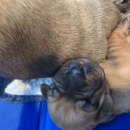 Rhodesian Ridgeback Puppies from Lyonnese Rhodesian Ridgebacks