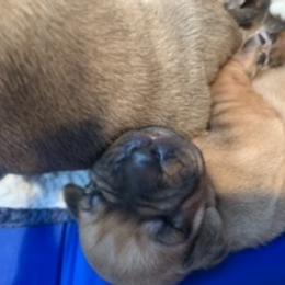 Rhodesian Ridgeback Puppies from Lyonnese Rhodesian Ridgebacks