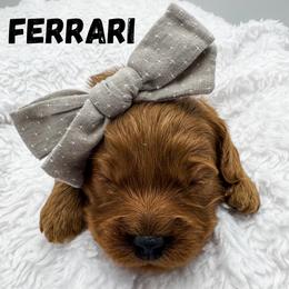 Ferrari - Red  female Goldendoodle puppy in Eagle Mountian, Utah from The Puppy Family