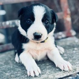 Yellow - Black and white female Border Collie puppy in Minden, Iowa from Rocking N Registered Border Collies & Labradors