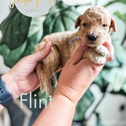 Flint - Apricot male Goldendoodle puppy in Jacksonville, Florida from First Coast Goldendoodles