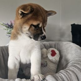 Shiba Inu Puppies from Shiba Shenanigans