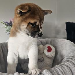 Shiba Inu Puppies from Shiba Shenanigans