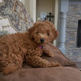 Goldendoodle Puppies from Puppy Love Doodles