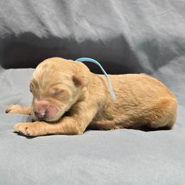 Dustin - Apricot male Goldendoodle puppy in Georgetown, Tennessee from Georgetown designer and purebred puppies