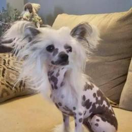 Ivory - Chinese Crested