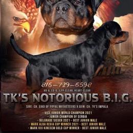 Rottweiler puppies from Cross Creek Rottweilers