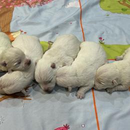 Poppy - White female West Highland White Terrier puppy in Ridgeway, Virginia from Rivers Bend Westies