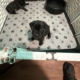 Boy 1 - Black brindle male Cane Corso puppy in Niota, Tennessee from DTM Cane Corso