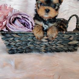 Yorkshire Terrier Puppies from Luxe Yorkshire Terriers