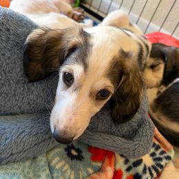 Black Boy - White male Saluki puppy in Los Angeles, California from Srinagar Salukis