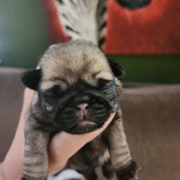 Fawn girl puppy 2 - Fawn female Pug puppy in Tacoma, Washington from Precious Princess Pugs