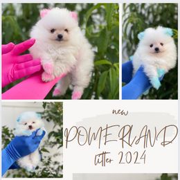 Pomeranian Puppies from POMERLAND exotic Pomeranians of Orlando