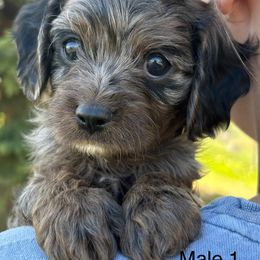 Cavalier King Charles Spaniel and Cavapoo Puppies from Woofery de Arana