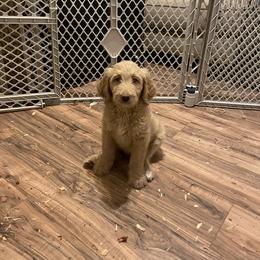 Labradoodle Puppies from CC Labradoodles