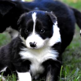 Border Collies from Ouachita Border Collies