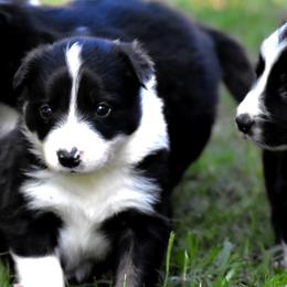 Border Collies from Ouachita Border Collies