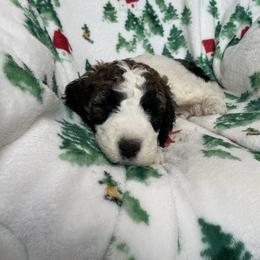 SILAS - Brown and white male Saint Berdoodle puppy in San Antonio, Texas from Mammoth Doodles