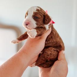 Meadow - Pink collar girl - Red  female Goldendoodle puppy in Ruthorfordton, North Carolina from Duncan Doodles Goldendoodles