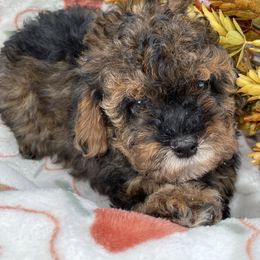Carly - Tri-color female Cavapoo puppy in Palm City, Florida from Cookies & Cream Sundae