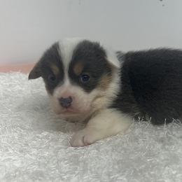 Remi - Blue female Pembroke Welsh Corgi puppy in Hillsville, Virginia from Bonderosa Kennels