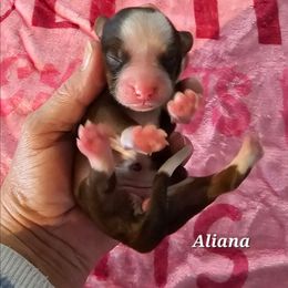 Aliana - Sable and white female Tibetan Terrier puppy in Dorena, Oregon from Angel Tibetans Of Oregon