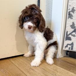 Bellatrix - Tri-color female Cavapoo puppy in Beresford, South Dakota from DAKOTA DOOD RANCH