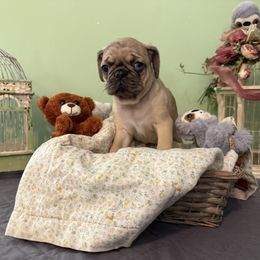 Waylon GREEN COLLAR - Fawn male Pug puppy in Hesperia, Michigan from Manistee Farms