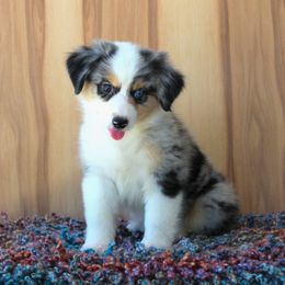 Miniature American Shepherd Puppies from Brassy Acres Miniature American Shepherds