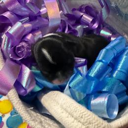 Darin - Black and tan male Chihuahua puppy in Seneca, Missouri from Stephanie’s Puppy Colony