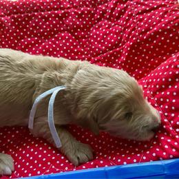 Gray collar - Apricot female Labradoodle puppy in Mechanicville, New York from Deuce's Doodles