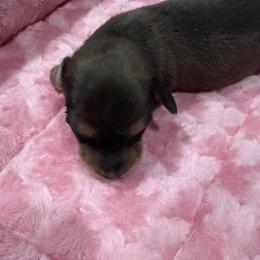 Graham - Cream male Dachshund puppy in Salem, Oregon from Longdox Mini Dachshunds