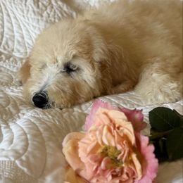 Skye - Cream female Goldendoodle puppy in Hollywood, Florida from Royal Goldendoodle