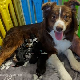 Miniature Australian Shepherd puppies from Dave's Mini Aussies
