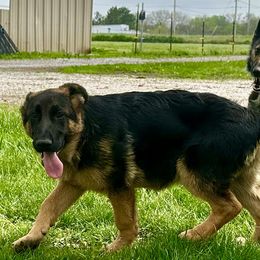 Black and red male - Black and red German Shepherd puppy in Carbondale, Kansas from Cunningham German Shepherds, LLC