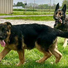 Black and red male - Black and red German Shepherd puppy in Carbondale, Kansas from Cunningham German Shepherds, LLC