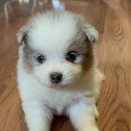 Ram - Blue merle male Pomeranian puppy in Clinton, Tennessee from Liza’s Aussies & Poms