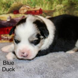 Blue Duck - Blue merle male Miniature Australian Shepherd puppy in Ronan, Montana from Dirt Road Aussie’s of Montana