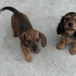 Dachshund Puppies from Steadfast station, mini dachshunds