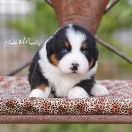 Daisy - Black tri-color female Australian Shepherd puppy in Olivehurst, California from Double M Aussies