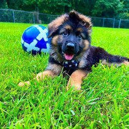 German Shepherd Puppies from Bell’s Shepherd Acres