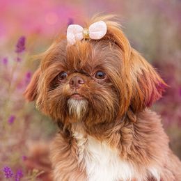 Mia - Shih Tzu