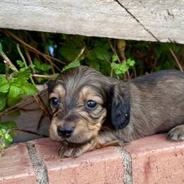 Duchess - Cream female Dachshund puppy in Deming, New Mexico from FoxieDoxies of New Mexico