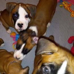 Boxer Puppies from Moody's Boxer's