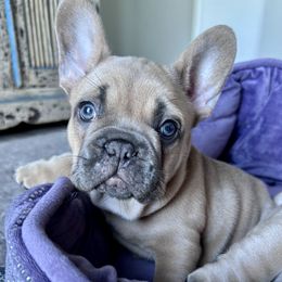 Greenie - Blue fawn male French Bulldog puppy in Kula, Hawaii from Upcountry Frenchies